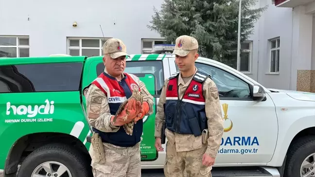 Yaralı Kızıl Şahin ve Peçeli Baykuş Tedavi Altına Alındı