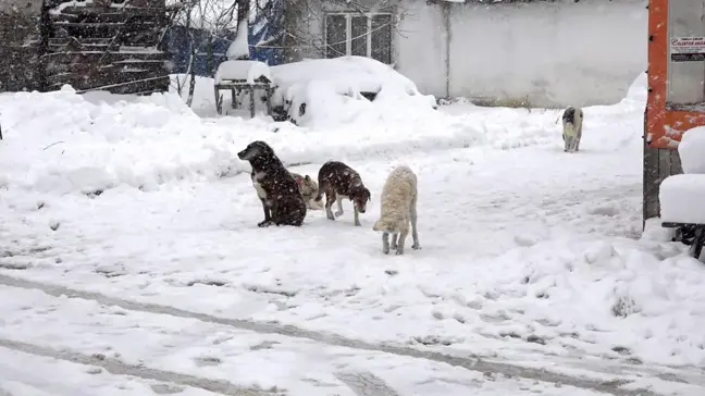 Kırklareli'nde Kar Yağışı Sokak Hayvanlarını Etkiliyor