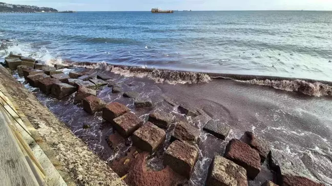 Marmara Denizi'nde Poyraz Fırtınası Kıyıları Kızıl Yosunlarla Kapladı