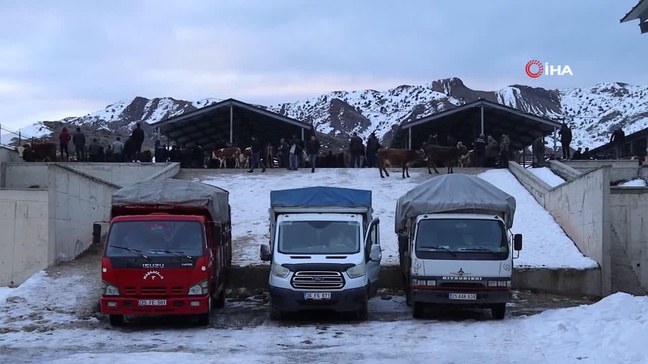 Erzurum Oltu Canlı Hayvan Pazarı Yeniden Açıldı