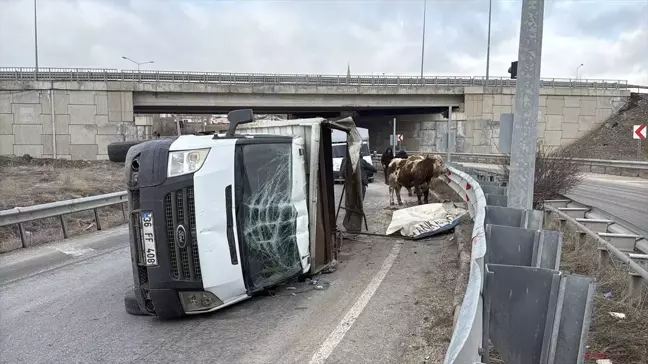 Sivas'ta Kamyonet Devrildi, Büyükbaş Hayvanlar Yola Saçıldı