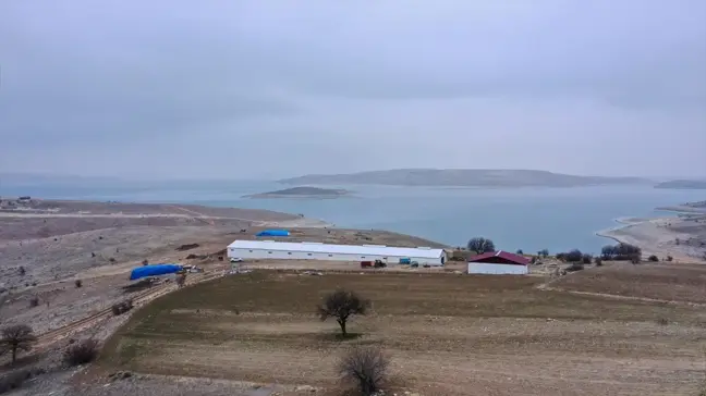 Elazığlı Kardeşler, Devlet Desteğiyle Küçükbaş Hayvan Çiftliği Kurdu