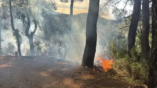 Fethiye'de Orman Yangını Hızla Kontrol Altına Alındı