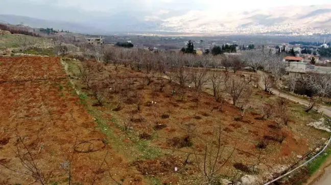 Esad Rejiminin Ardından Suriye'de Tarımda Yeniden Canlanma