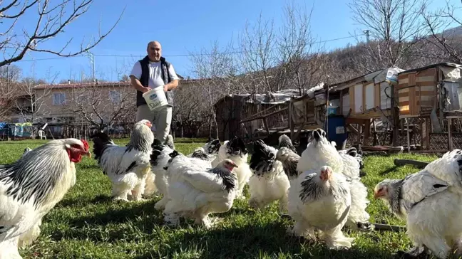 Tokatlı Mehmet Bingöl'ün Tavuk Yetiştiriciliği: 22 Yıldır 15 Farklı Irk