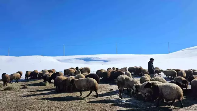 Bitlis'te Sütey Yaylası'nda Çiftçilerin Zorlu Kış Mücadelesi