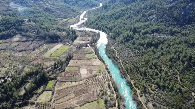 Akseki'de Defne Yaprağı İhracatı Kırsal Ekonomiye Can Veriyor