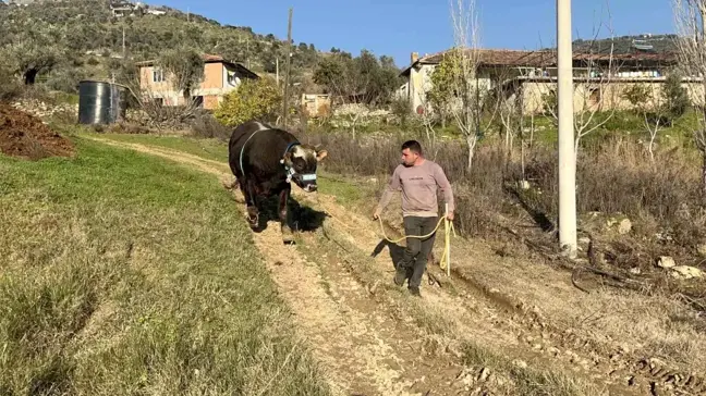 Arif Eygi'nin Boğası 'Karizma' Güreşlere Hazırlanıyor