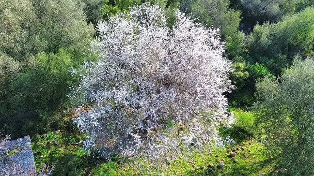 Kaş'ta Bahar Erken Geldi: Badem Ağaçları Çiçek Açtı