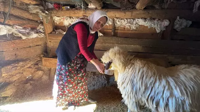 Giresunlu Emine Eker, Hayvancılıkla Geçimini Sağlıyor