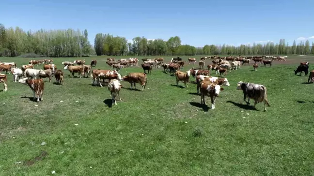 Aydıntepe'de 'Süt Sığırı Yetiştiricisi' Kursu Başlıyor