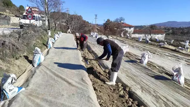 Manisa'nın Selendi İlçesinde Tütün Üretimi Yeniden Canlanıyor