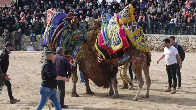 Havran'da Geleneksel Deve Güreşleri Coşkusu