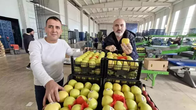 Karaman'da Elma Fiyatları Yükseliyor: Maliyetler Etkili