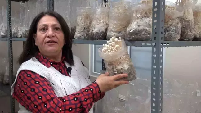 Eskişehir'de Enoki Mantarı Yetiştiriciliği Üzerine Denemeler Başladı