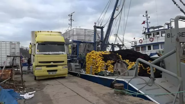 İğneada'da Hamsi Bolluğu Yaşanıyor