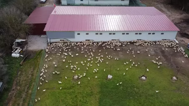 Bodrumlu Girişimci, Devlet Desteğiyle Tavuk Çiftliğini Büyüttü