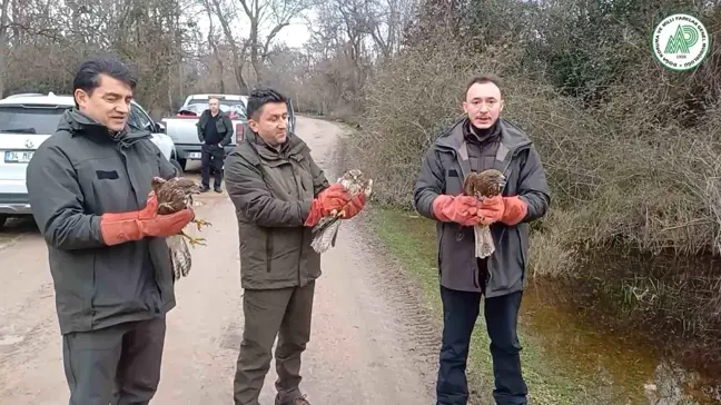 Bursa'da Yaralı Şahinler ve Yeşil Başlı Ördekler Doğaya Salındı