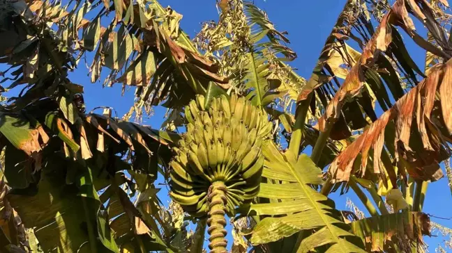 Mersin'de Zirai Don Tarım Üretimini Olumsuz Etkiledi