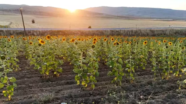 Sivas'ta 16 Bin 404 Üreticiye 903 Milyon TL Tarımsal Destek