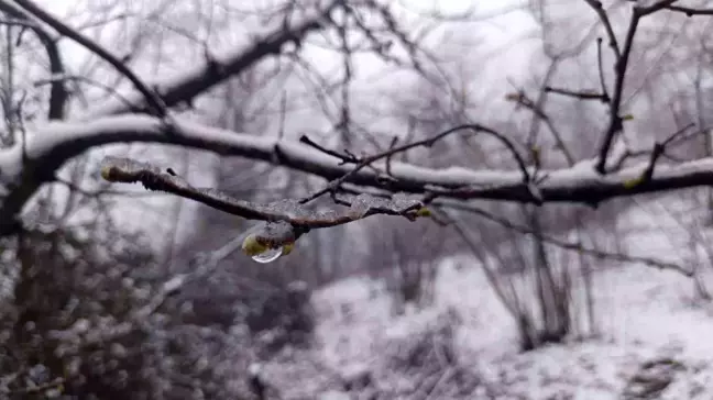 Ordu'da Kar Yağışı Sonrası Zirai Don Tehlikesi Uyarısı