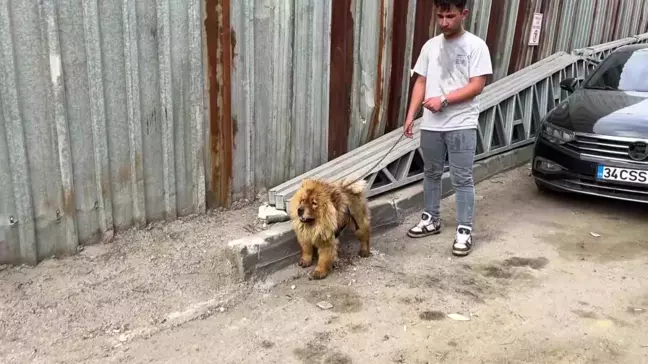 Kocaeli'nde Hurdalık Alanında Çıkan Yangında Mahsur Kalan Köpek Kurtarıldı