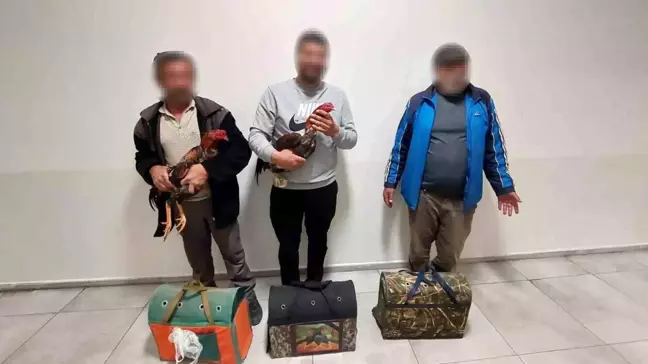 Antalya'da Horoz Dövüşü Engellendi, Sahiplere Ceza Uygulandı