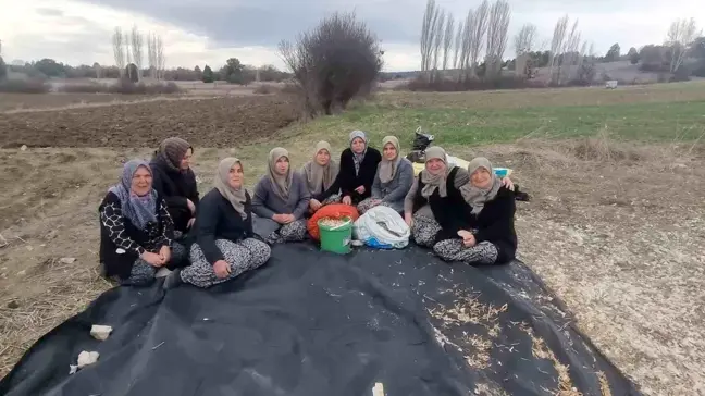 Domaniç Kadın Kooperatifi Sarımsak Üretiminde Coğrafi İşaret İçin Çalışmalara Başladı