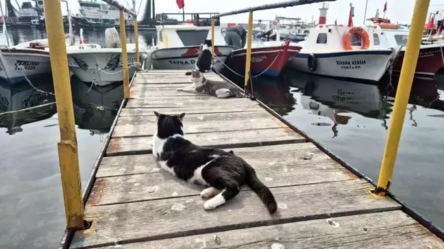 Süleymanpaşa Balıkçı Barınağı'nın Hayvan Dostları