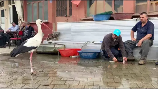 Fadıllı Köyü'nde Leyleklerle Kurulan Dostluk