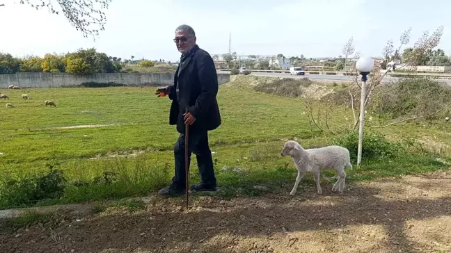 Antalya'da Biberonla Beslenen Yavru Kuzu, Sahibiyle Sürek Avına Çıkıyor