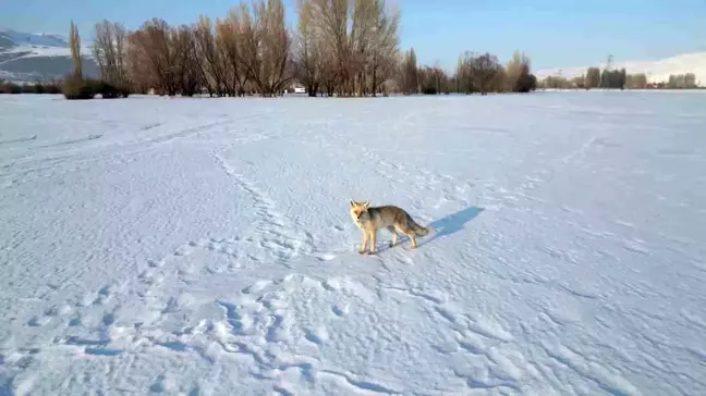 Erzurum'da Dron ile Görüntülenen Kızıl Tilki