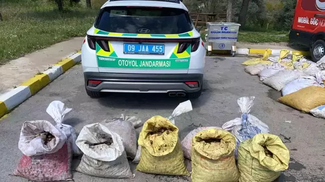 Aydın'da Ruhsatsız Salyangoz Yakalandı