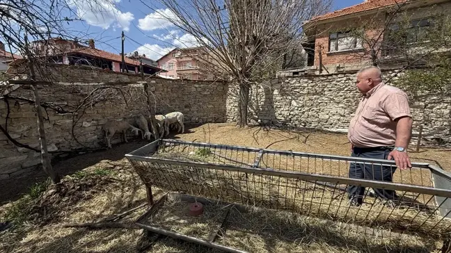 Sahipsiz Köpekler, Kütahya'da 7 Koyunu Parçaladı
