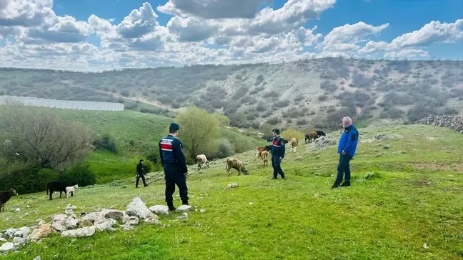 Yozgat'ta Kaybolan 10 Büyükbaş Hayvan Bulundu