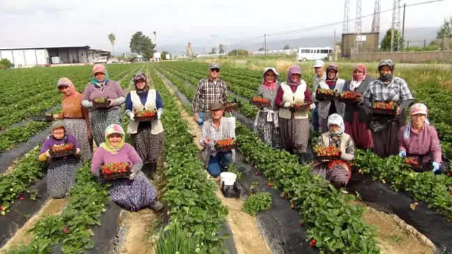 Mersin'in Silifke İlçesinde Çilek Hasadı Başladı, İhraç Fiyatları Yükseldi