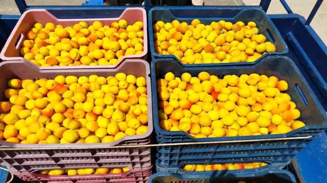 Mersin'in Mut İlçesinde Sofralık Kayısı Hasadı Başladı