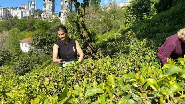 Hopa'dan Şampiyon Kız Kardeşler, Japonya'daki Dünya Şampiyonası'na Hazırlanıyor