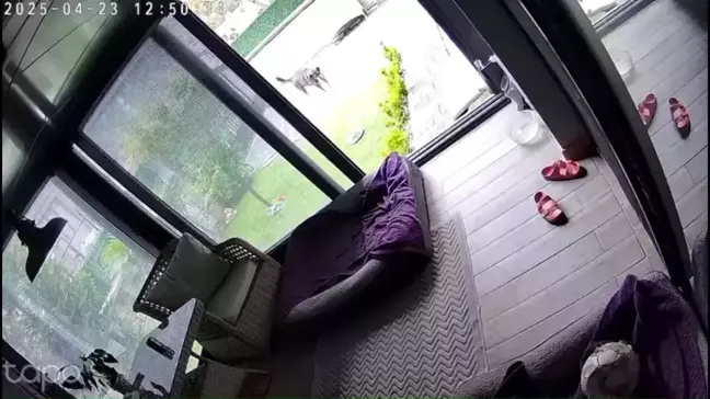 Sakarya'da Deprem Anında İki Köpeğin Kaçış Anları Güvenlik Kamerasında
