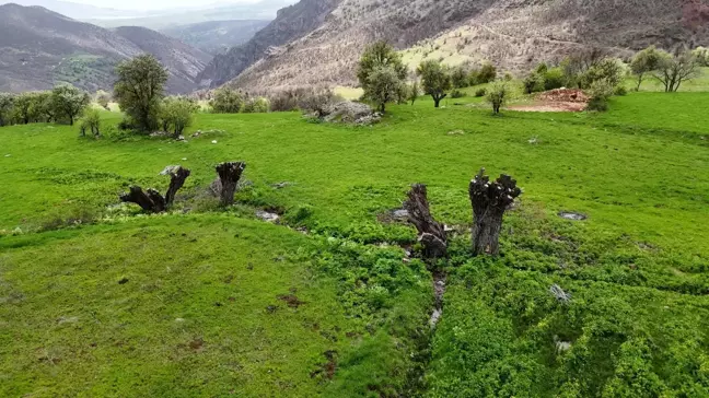 Tunceli'de Ceviz Ağaçları Tekrar Hedefte