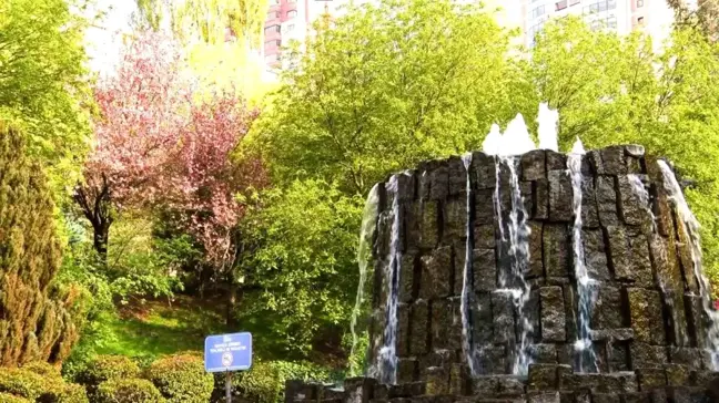 Dikmen Vadisi'nde Sakura Ağaçlarının Güzelliği