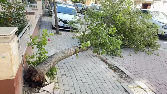 Avcılar'da Şiddetli Rüzgar Ağaç Devrildi