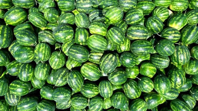 Adana, Türkiye'nin Karpuz İhtiyacının Yüzde 25'ini Karşılayacak