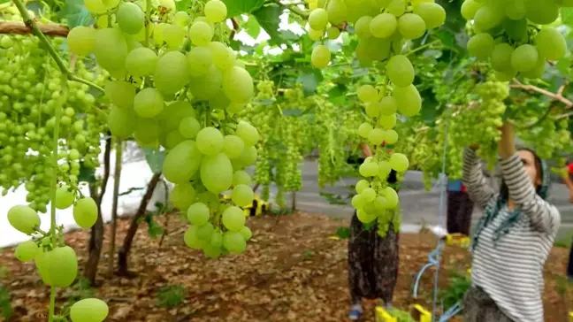 Mersin'de Turfanda Üzüm Hasadı Başladı