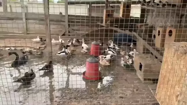 Sakarya'da Kaçak Yolla Bulundurulan 102 Egzotik Hayvan Ele Geçirildi