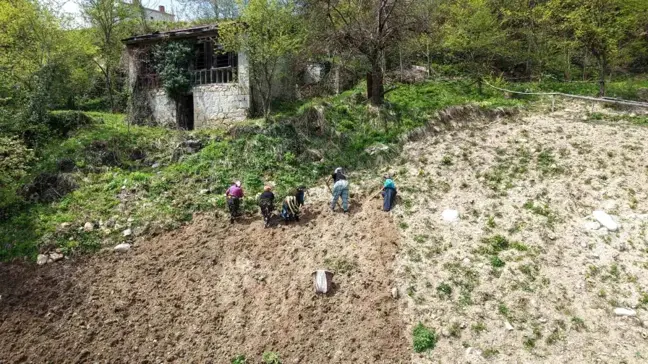 Karadeniz Kadınları Baharla Birlikte Tarıma Dönüyor