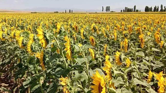 Söke'de Ayçiçeği Ekimi İçin Çiftçilere Destek Projesi