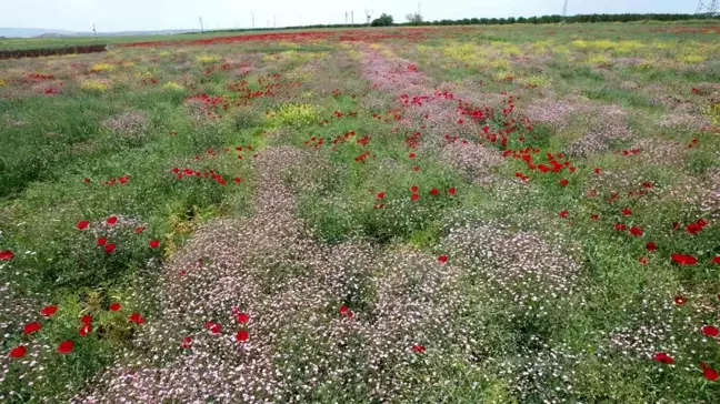 Adıyaman'da Çiçekler Renk Cümbüşü Oluşturdu