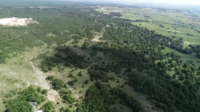 Kırklareli'nde Ormanlara Giriş 177 Gün Süreyle Yasaklandı