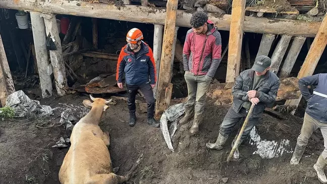 Ardahan'da Sağanak Sonucu Ahır Çöktü